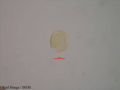 Indigofera - lame n° 28940