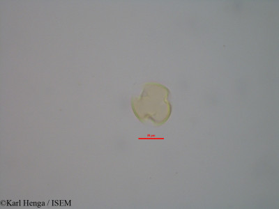 Indigofera - lame n° 28940