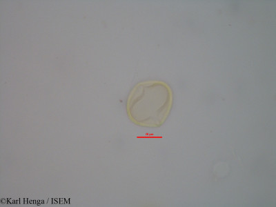 Indigofera - lame n° 28940