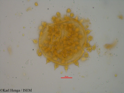 Karl.Henga/Ipomoea_aitonii_19586/Ipomoea_aitonii_19586_0001(copy)_thumb.jpg