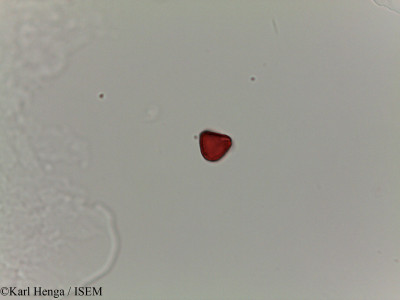 Irvingia excelsa - lame n° 28171