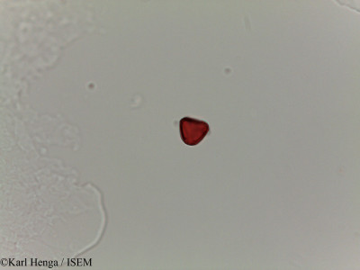 Irvingia excelsa - lame n° 28171