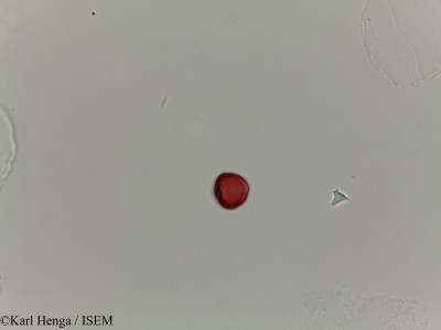 Irvingia excelsa - lame n° 28171