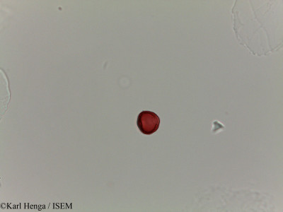 Irvingia excelsa - lame n° 28171