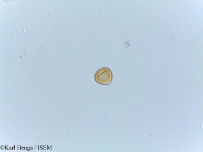 Karl.Henga/Irvingia_gabonensis_25883/Irvingia_gabonensis_25883_0001(copy)_thumb.jpg