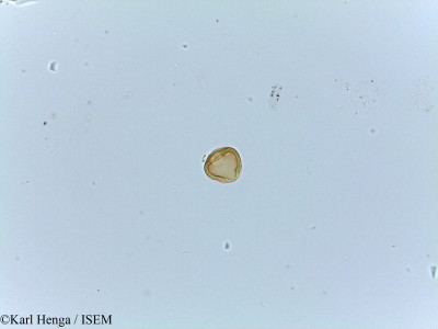 Irvingia gabonensis - lame n° 25883