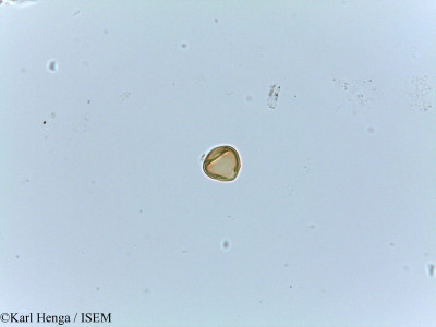 Irvingia gabonensis - lame n° 25883