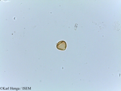 Irvingia gabonensis - lame n° 25883