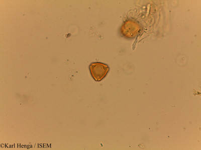 Karl.Henga/Irvingia_grandifolia_19413/Irvingia_grandifolia_19413_0001(copy)_thumb.jpg