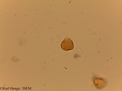 Irvingia grandifolia - lame n° 19413