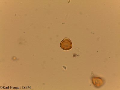 Irvingia grandifolia - lame n° 19413