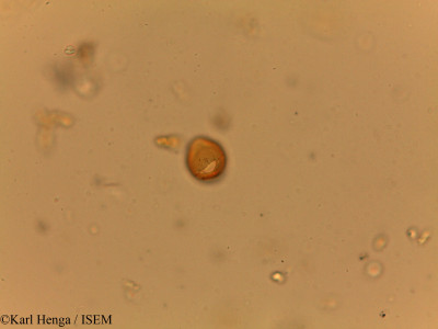 Irvingia grandifolia - lame n° 19413