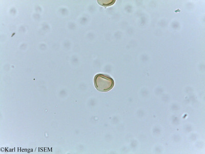 Irvingia smithii - lame n° 26570