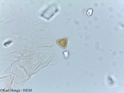 Irvingia smithii - lame n° 26570