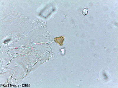 Irvingia smithii - lame n° 26570