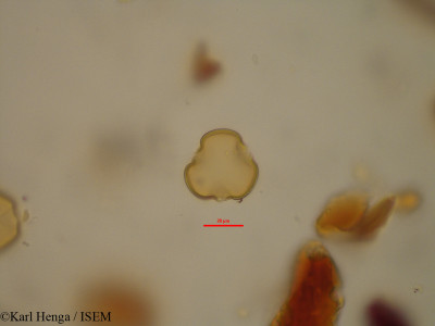 Julbernardia brieyi - lame n° 35132