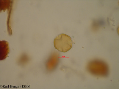 Julbernardia brieyi - lame n° 35132