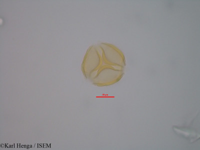 Julbernardia hochreutineri - lame n° 42361