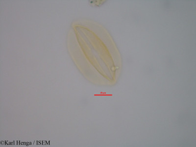 Julbernardia hochreutineri - lame n° 42361