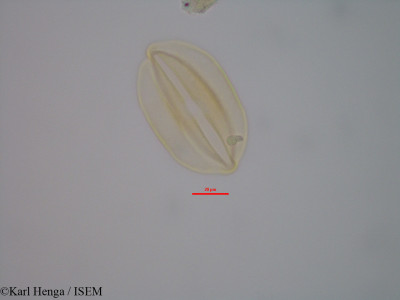 Julbernardia hochreutineri - lame n° 42361