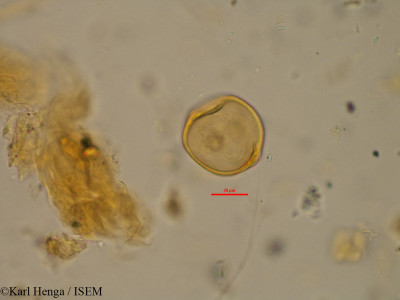Karl.Henga/Khaya_ivorensis_21242/Khaya_ivorensis_21242_0001(copy)_thumb.jpg