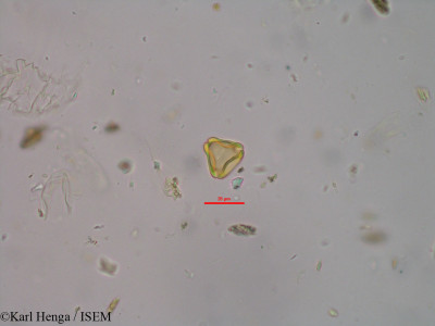 Karl.Henga/Klainedoxa_gabonensis_14214/Klainedoxa_gabonensis_14214_0001(copy)_thumb.jpg