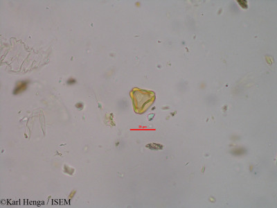 Klainedoxa gabonensis - lame n° 14214