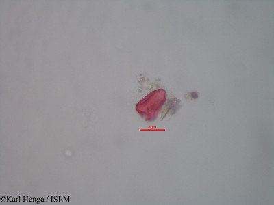 Kyllinga polyphylla - lame n° 28180