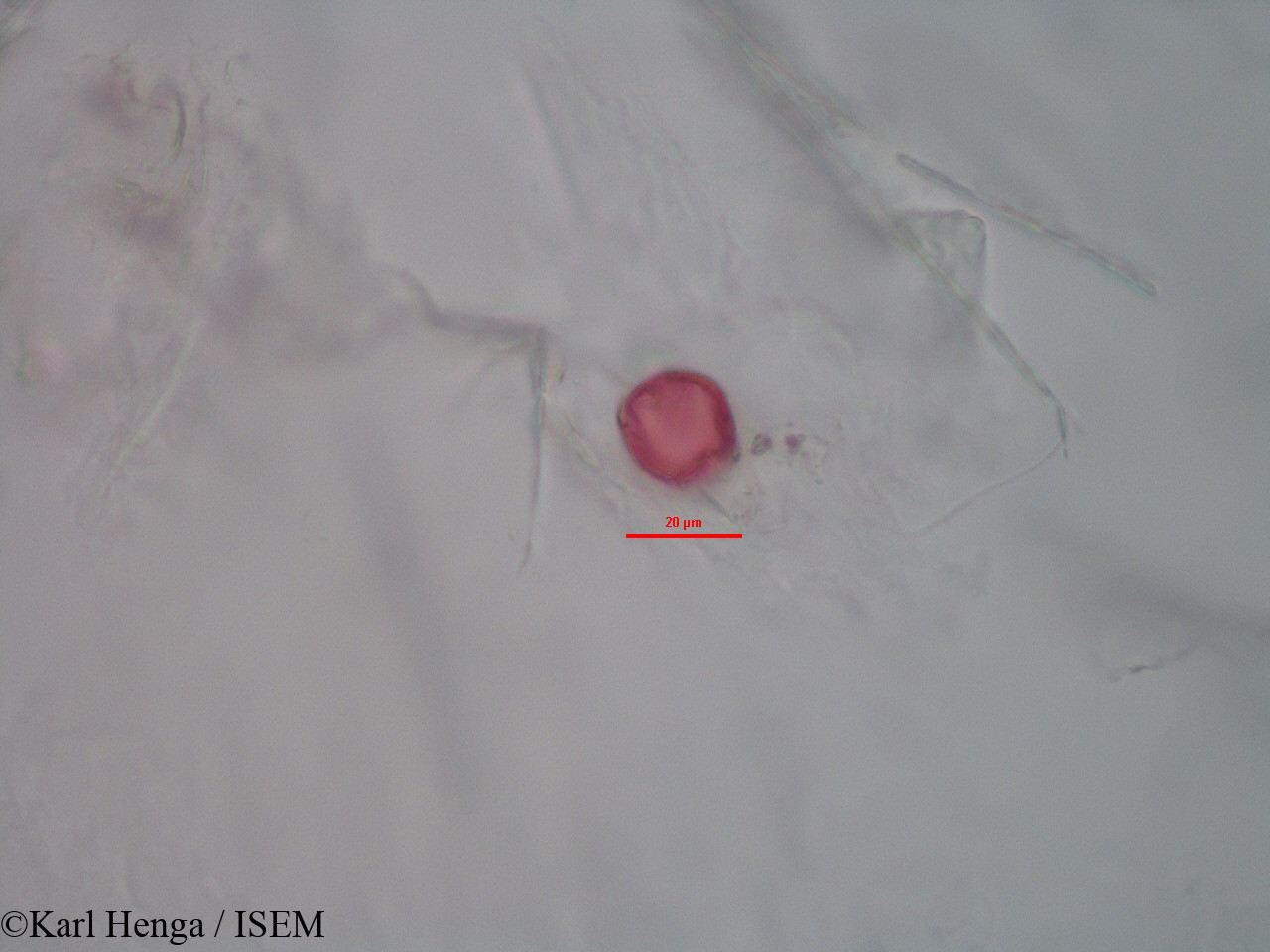 Karl.Henga/Kyllinga_polyphylla_28180/Kyllinga_polyphylla_28180_0003(copy).jpg