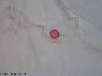 Kyllinga polyphylla - lame n° 28180