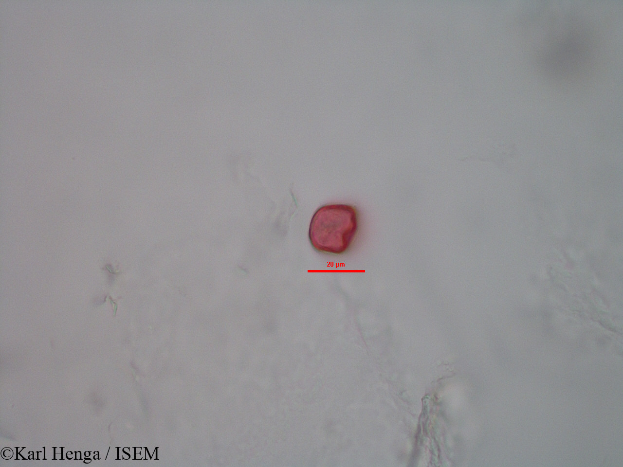 Karl.Henga/Kyllinga_polyphylla_28180/Kyllinga_polyphylla_28180_0004(copy).jpg