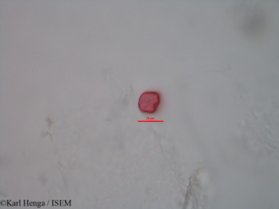 Kyllinga polyphylla - lame n° 28180