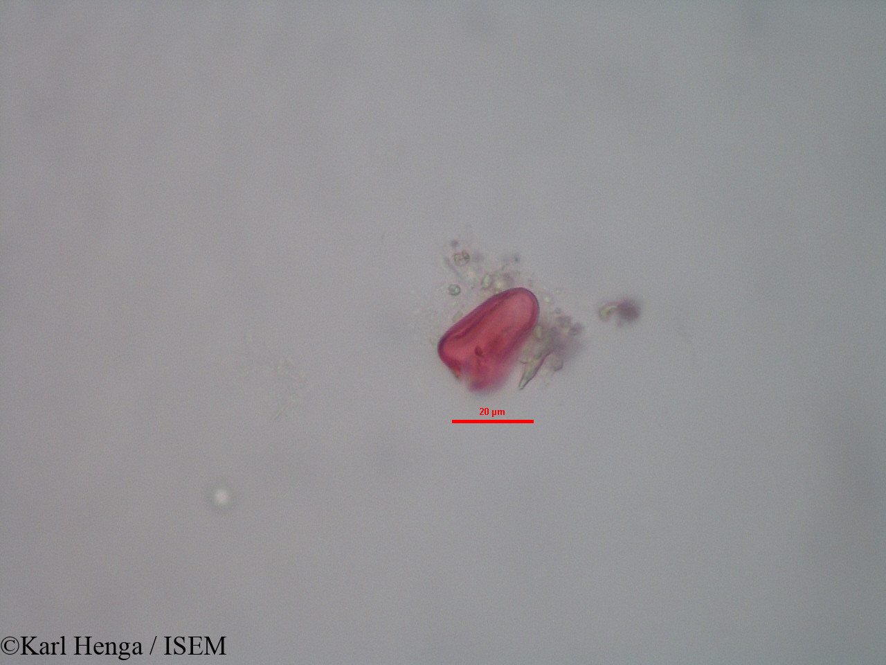 Karl.Henga/Kyllinga_polyphylla_28180/Kyllinga_polyphylla_28180_0007(copy).jpg