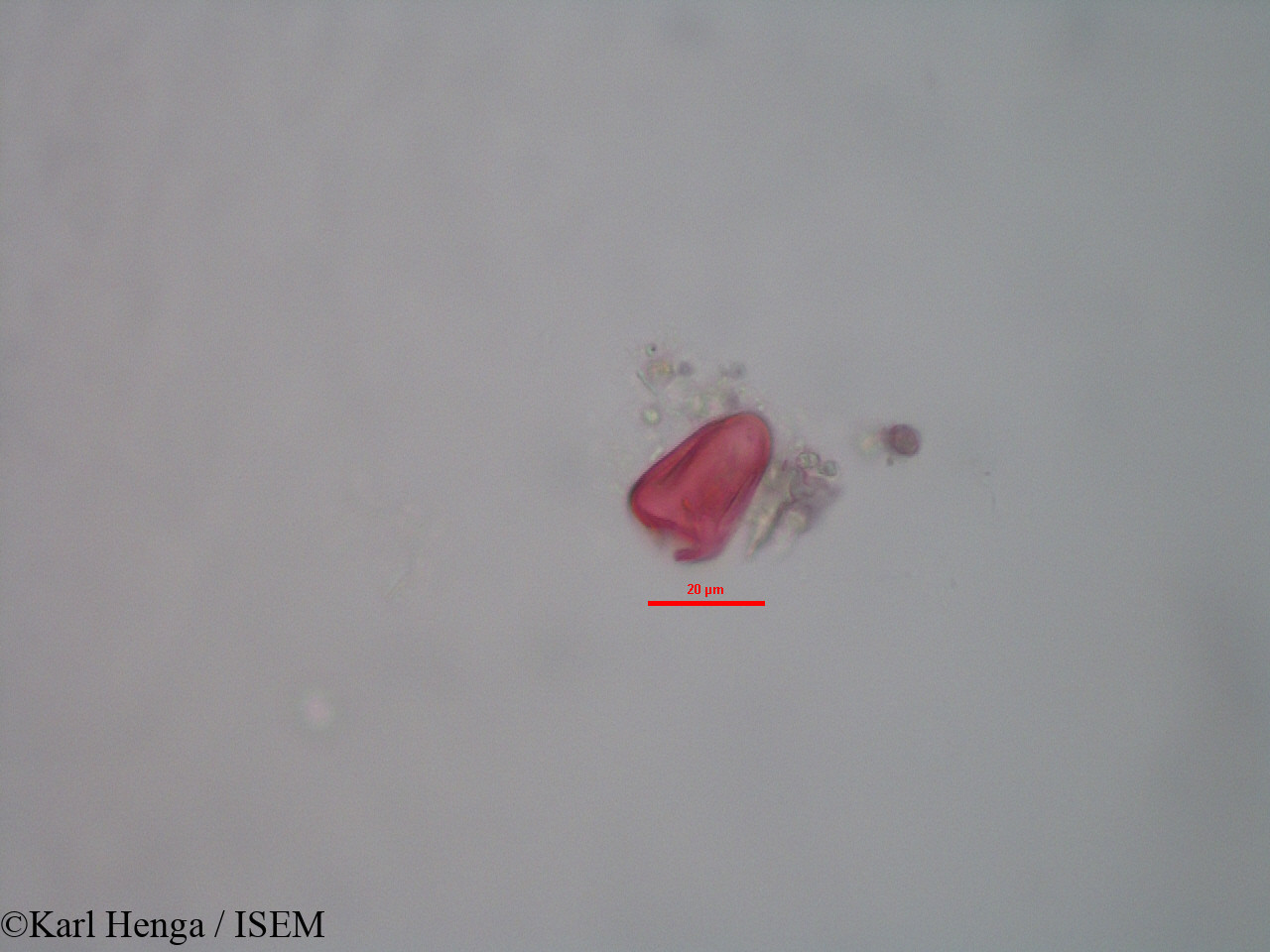 Karl.Henga/Kyllinga_polyphylla_28180/Kyllinga_polyphylla_28180_0008(copy).jpg
