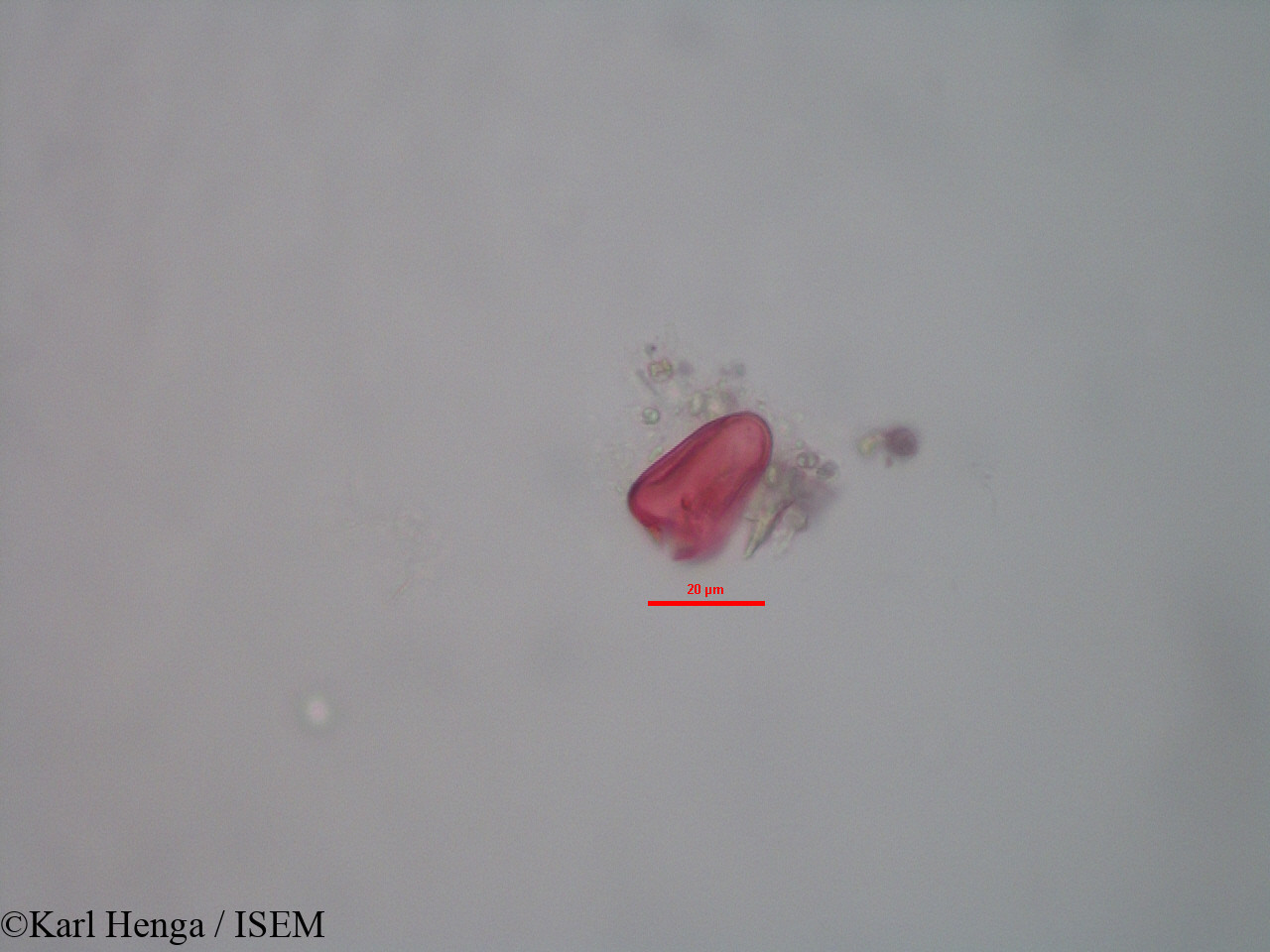 Karl.Henga/Kyllinga_polyphylla_28180/Kyllinga_polyphylla_28180_0009(copy).jpg