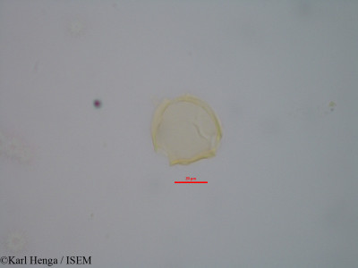 Karl.Henga/Landolphia_axillaris_39235/Landolphia_axillaris_39235_0001(copy)_thumb.jpg