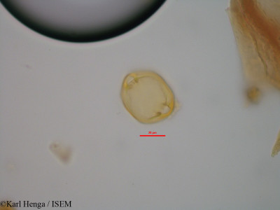 Karl.Henga/Landolphia_owariensis_19438/Landolphia_owariensis_19438_0001(copy)_thumb.jpg