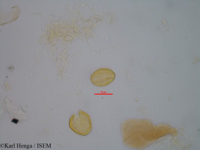 Lannea kerstingii - lame n° 32124