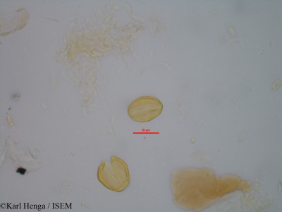 Lannea kerstingii - lame n° 32124