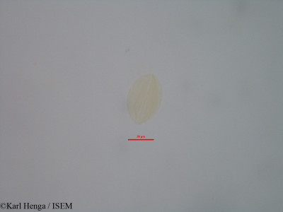 Lannea welwitschii - lame n° 33183