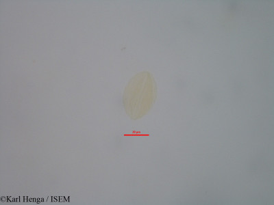 Lannea welwitschii - lame n° 33183