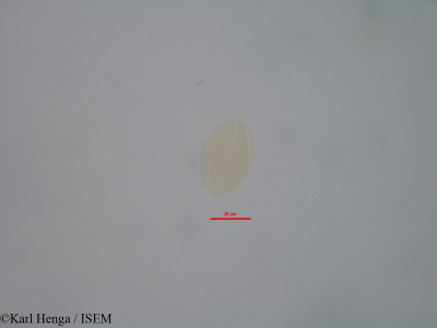 Lannea welwitschii - lame n° 33183