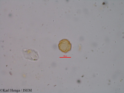 Karl.Henga/Lecaniodiscus_cupanioides_7115/Lecaniodiscus_cupanioides_7115_0001(copy)_thumb.jpg