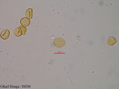 Karl.Henga/Lindackeria_dentata_37735/Lindackeria_dentata_37735_0001(copy)_thumb.jpg
