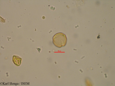 Karl.Henga/Lindackeria_poggei_12716/Lindackeria_poggei_12716_0001(copy)_thumb.jpg