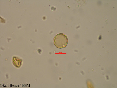 Lindackeria poggei - lame n° 12716