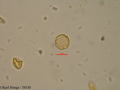 Lindackeria poggei - lame n° 12716