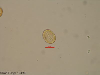 Lindackeria poggei - lame n° 12716