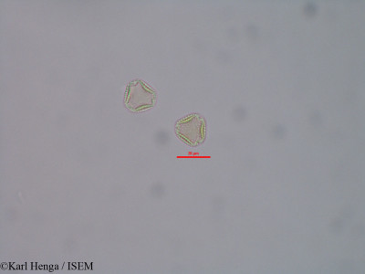 Linociera congesta - lame n° 45912