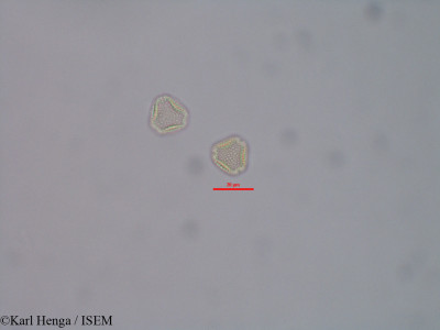 Linociera congesta - lame n° 45912